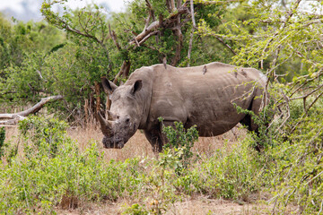 Naklejka premium White Rhinoceros bull walking in the Greater Kruger Region, in South Africa