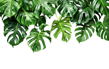 Fototapeta premium Beautiful green leaves of tropical plants on transparent background, png