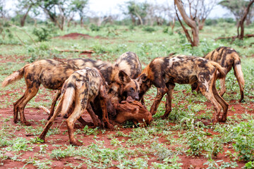 African wild dog eating from a warthog kill in a game reserve in Kwa Zu;u Natal in South Africa