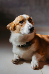 Corgi retrato