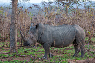 Fototapeta premium White Rhinoceros bull walking in the Greater Kruger Region, in South Africa