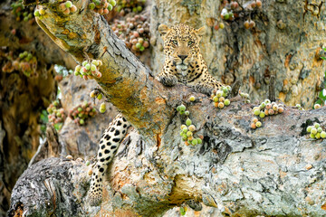 Leopard resting and looking around in a tree in the Okavango Delta in Botswana   