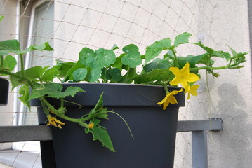 blooming cucumbers in a balcony box