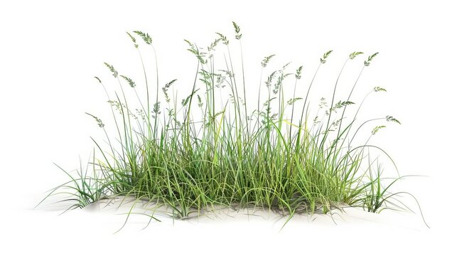 hyperrealistic juncus balticus grass isolated on white highly detailed png file digital illustration