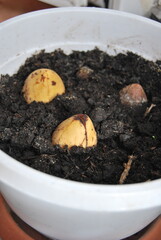 avocado seeds planted in a balcony pot