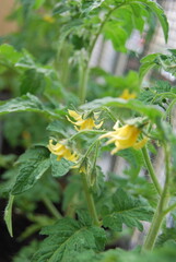 blooming tomatoes in the balcony box