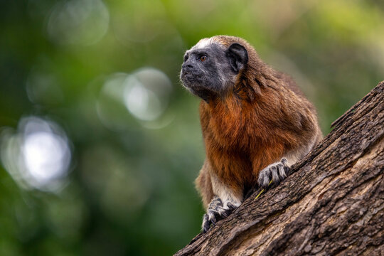 Silvery-brown bare-face tamarin / White-footed tamarin (Saguinus leucopus) resting on tree trunk, Cauca and Magdalena river basin, Colombia. Endangered. 