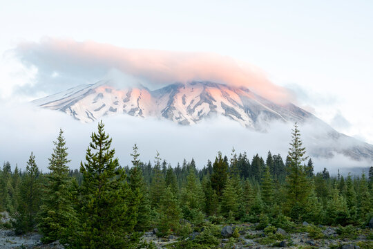 New forest growth in the Lahar deviation area with low cloud at sunrise, Mount St Helens National Volcanic Monument, Cascade Mountains, Washington, USA. July, 2022. 
