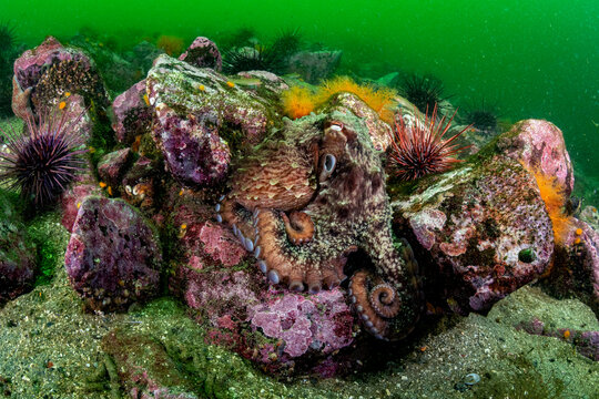 Giant Pacific octopus (Enteroctopus dofleini) camouflaged among rocks with Sea urchins (Strongylocentrotus sp.) and Orange sea cucumbers (Cucumaria miniata), Barkley Sound, Vancouver Island, BC