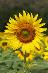 sunflowers blossom in the field