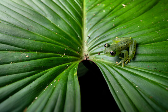 Emerald glass frog (Espadarana prosoblepon) resting on leaf, Osa Peninsula, Costa Rica. 