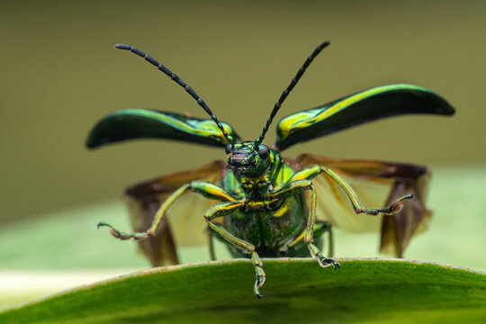 Leaf beetle (Metopoceris gemmans) spreading wings about to take flight from leaf, San Jose, Costa Rica. 