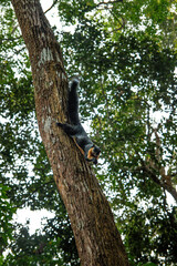 Black giant squirrel eating a nut while hanging off the bark of a tree trunk in the forest.