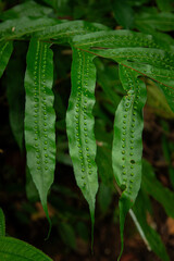 Seed drop texture on leaves of a green plant in the forest.
