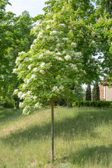 Fraxinus ornus Blumemesche Habitus Jungbaum