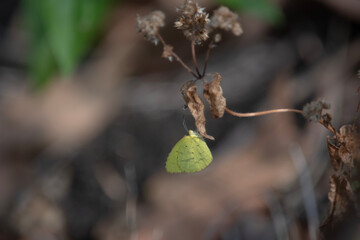Eurema blanda, the three-spot grass yellow, is a small butterfly of the family Pieridae which is found in Sri Lanka, India and southeast Asia
