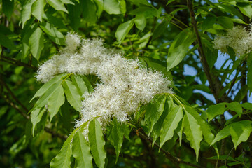 Fraxinus ornus Bluemesche Deatil Bl&uuml;te