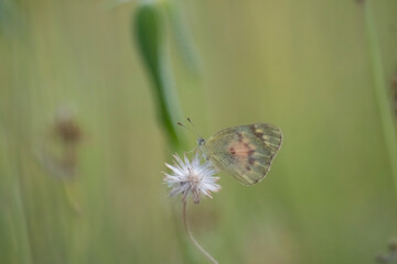 Colotis amata, the small salmon Arab, is a small butterfly of the family Pieridae, that is, the yellows and whites. It is found in Africa and Asia. Adults are fond of smaller flowers for nectar and of