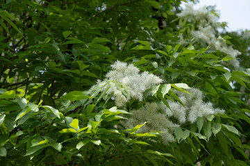 Fraxinus ornus Blumenesche Blüten und Blätter