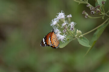 Danaus chrysippus, also known as the plain tiger, African queen, or African monarch, is a medium-sized butterfly widespread in Asia, Australia and Africa