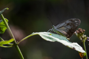 Pareronia valeria, the common wanderer or Malayan wanderer, is a medium-sized butterfly of the family Pieridae, that is, the yellows and whites, and is found in India and Southeast Asia