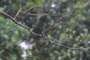 The grey-bellied cuckoo or the Indian plaintive cuckoo bird (Cacomantis passerinus) is a cuckoo with widespread occurrence throughout Asia.