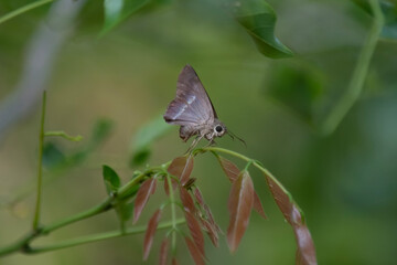 Hasora taminatus, the white banded awl, is a butterfly belonging to the family Hesperiidae, which is found in Asia