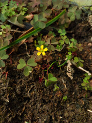 Foliage yellow flowers blooming in green plants growing in garden, nature photography, natural gardening background, floral wallpaper 