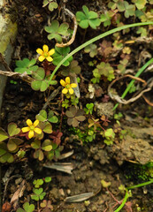 Foliage yellow flowers blooming in green plants growing in garden, nature photography, natural gardening background, floral wallpaper 