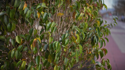 Close-up of lush green foliage with a soft-focused urban background in murcia, spain.