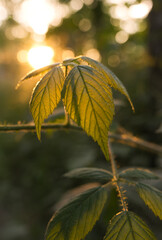 Kwiaty na polu, Opolskie © Przemysaw