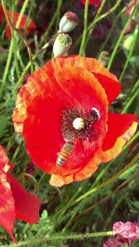 Ape in volo raccoglie il polline da un fiore di papavero