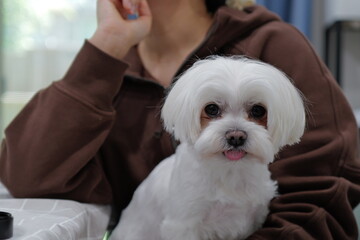 portrait of a dog