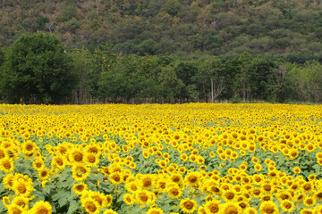 sunflowers blossom in the field