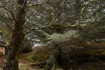 Lichen covered tree branches in wooded plantation at Bonawe, Argyll and Bute, Scotland, UK
