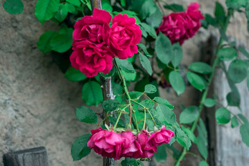 Rose flowers with green leaves in a garden, close up, macro photography