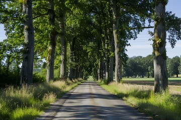 Obraz premium Quiet Country Road Lined with Tall Trees in Peaceful Rural Landscape