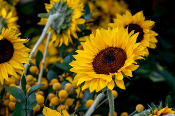 Obraz premium sunflowers in the field