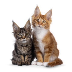 Obraz premium 2 Cute Maine Coon cat kittens, sitting beside each other. Looking towards camera. Isolated on a white background.