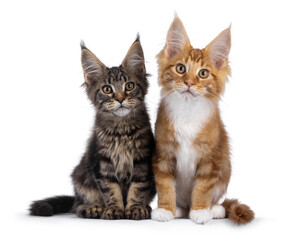 2 Cute Maine Coon cat kittens, sitting beside each other. Looking towards camera. Isolated on a white background.