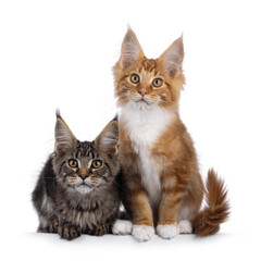 2 Cute Maine Coon cat kittens, laying and sitting beside each other. Looking towards camera. Isolated on a white background.