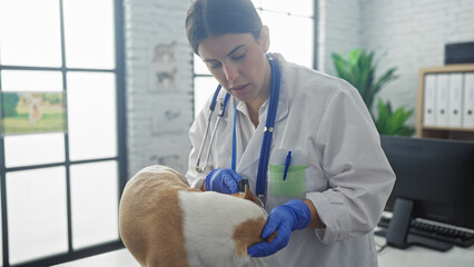 A young hispanic woman veterinary professional examining a chihuahua dog in a modern veterinary...