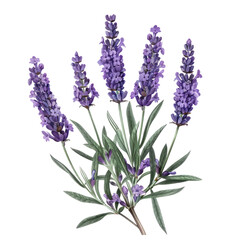Obraz premium Lavender flowers and bunches isolated on a white background