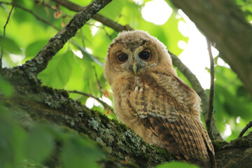 A young tawny owl sits on a branch among the leaves.
