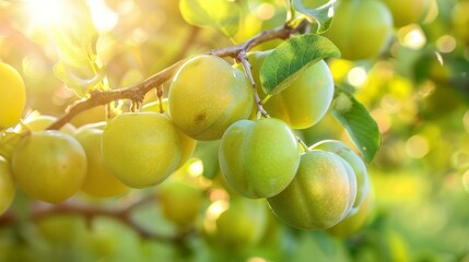 Ripe Green Plums Hanging On A Branch In The Sunshine