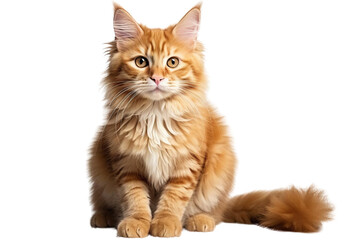 Obraz premium A ginger cat is sitting on a transparent background. The cat is looking at the camera with its big green eyes. Its fur is long and fluffy, and its tail is curled up at the end.