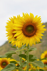 Obraz premium sunflowers blossom in the field