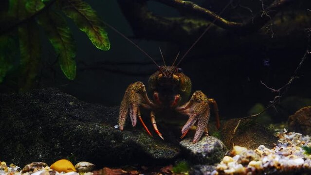 narrow-clawed crayfish female hide under driftwood branch, wild caught freshwater species eat frozen food, detritus and algae, planted biotope aquarium, highly adaptable animal, dark background
