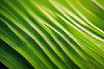 Background and Texture