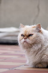 Fototapeta premium portrait of a cat